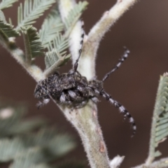 Ancita marginicollis at Weetangera, ACT - 6 Jan 2021