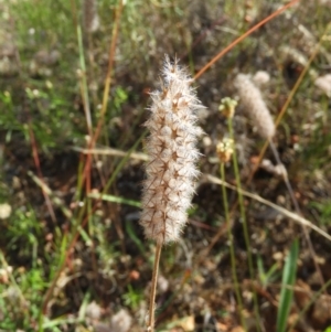 Trifolium angustifolium at Majura, ACT - 9 Jan 2021 09:36 AM