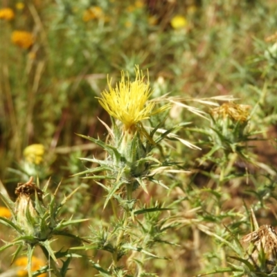 Carthamus lanatus (Saffron Thistle) at Majura, ACT - 9 Jan 2021 by MatthewFrawley