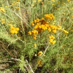 Chrysocephalum semipapposum at Majura, ACT - 9 Jan 2021