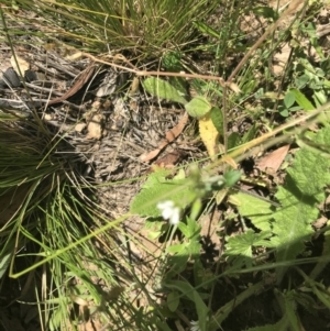 Cerastium glomeratum at Mount Clear, ACT - 10 Jan 2021 12:53 PM