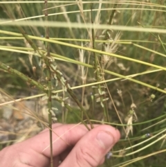 Hemarthria uncinata (Matgrass) at Mount Clear, ACT - 10 Jan 2021 by Tapirlord