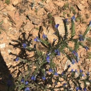 Echium vulgare at Mount Clear, ACT - 10 Jan 2021