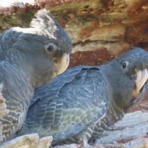 Callocephalon fimbriatum at O'Malley, ACT - 11 Jan 2021