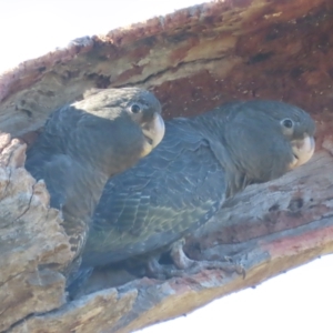 Callocephalon fimbriatum at O'Malley, ACT - 11 Jan 2021