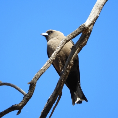 Artamus cyanopterus cyanopterus (Dusky Woodswallow) at Majura, ACT - 8 Jan 2021 by MatthewFrawley