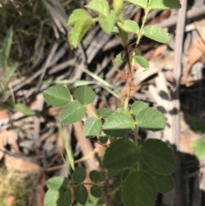 Rosa sp. at Mount Clear, ACT - 10 Jan 2021 01:36 PM