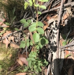 Rosa sp. at Mount Clear, ACT - 10 Jan 2021