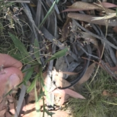 Poa sp. (A Snow Grass) at Namadgi National Park - 10 Jan 2021 by Tapirlord