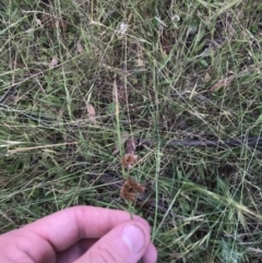 Juncus sp. (A Rush) at Mount Clear, ACT - 10 Jan 2021 by Tapirlord