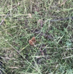 Juncus sp. at Mount Clear, ACT - 10 Jan 2021