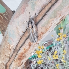 Endoxyla encalypti (Wattle Goat Moth) at Watson, ACT - 11 Jan 2021 by MPW