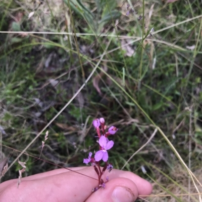 Stylidium graminifolium (Grass Triggerplant) at Mount Clear, ACT - 10 Jan 2021 by Tapirlord