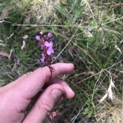 Stylidium graminifolium at Mount Clear, ACT - 10 Jan 2021 01:41 PM