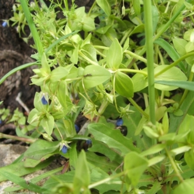 Lysimachia loeflingii (Blue Pimpernel) at Nangus, NSW - 14 Oct 2010 by abread111