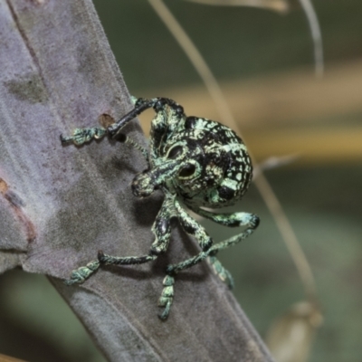 Chrysolopus spectabilis (Botany Bay Weevil) at The Pinnacle - 6 Jan 2021 by AlisonMilton