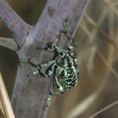 Chrysolopus spectabilis at Weetangera, ACT - 6 Jan 2021 02:11 PM