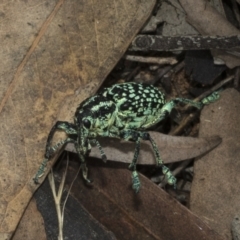 Chrysolopus spectabilis at Weetangera, ACT - 6 Jan 2021