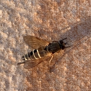 Anabarhynchus sp. (genus) at Murrumbateman, NSW - 11 Jan 2021 07:31 PM