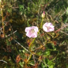 Drosera auriculata (Tall Sundew) at Jones Creek, NSW - 7 Oct 2010 by abread111