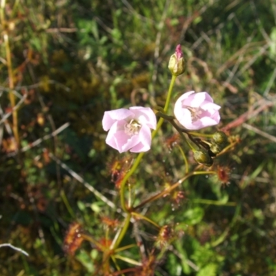 Drosera auriculata (Tall Sundew) at Jones Creek, NSW - 7 Oct 2010 by abread111