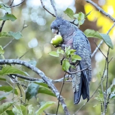 Callocephalon fimbriatum (Gang-gang Cockatoo) at Penrose - 10 Jan 2021 by Aussiegall