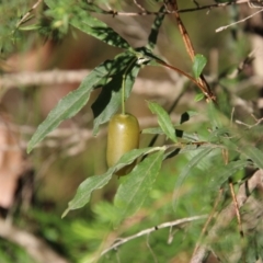 Billardiera mutabilis (Climbing Apple Berry, Apple Berry, Snot Berry, Apple Dumblings, Changeable Flowered Billardiera) at Moruya, NSW - 10 Jan 2021 by LisaH