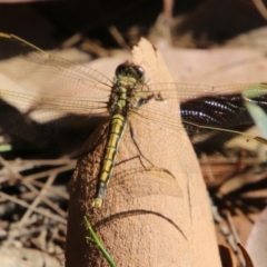 Orthetrum caledonicum (Blue Skimmer) at Moruya, NSW - 9 Jan 2021 by LisaH