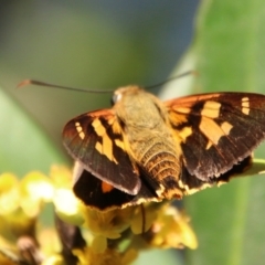 Trapezites symmomus (Splendid Ochre) at Moruya, NSW - 9 Jan 2021 by LisaH