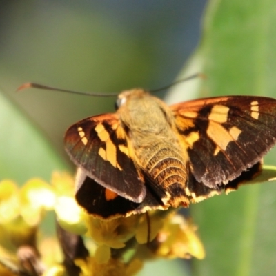 Trapezites symmomus (Splendid Ochre) at Moruya, NSW - 9 Jan 2021 by LisaH