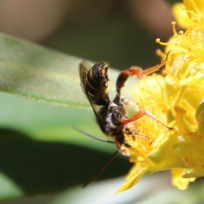 Unverified Flower wasp (Scoliidae or Tiphiidae) by LisaH
