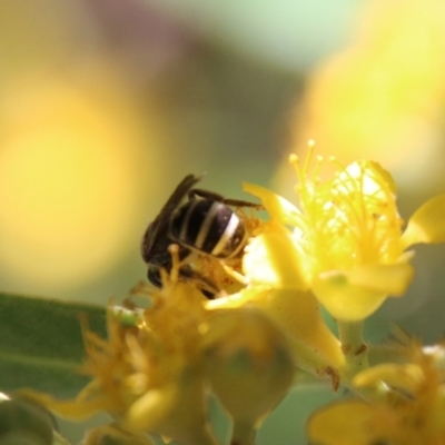 Exoneura sp. (genus) (A reed bee) at Moruya, NSW - 9 Jan 2021 by LisaH