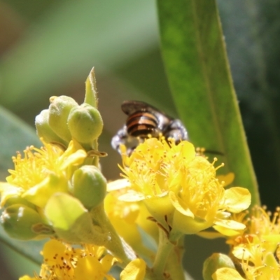 Unidentified Bee (Hymenoptera, Apiformes) by LisaH