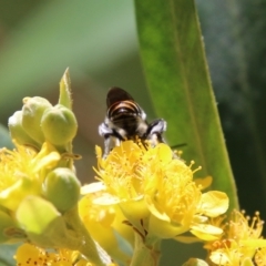 Halictidae (family) at Moruya, NSW - suppressed