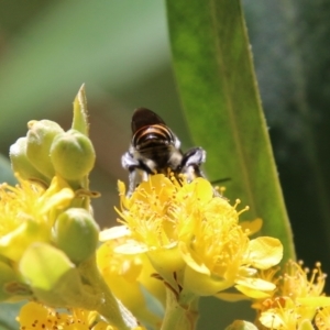 Halictidae (family) at Moruya, NSW - suppressed
