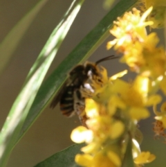 Halictidae (family) at Moruya, NSW - suppressed