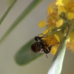 Halictidae (family) at Moruya, NSW - suppressed