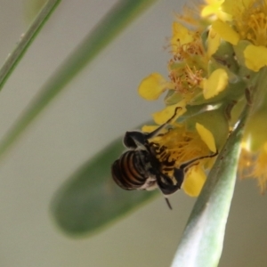 Halictidae (family) at Moruya, NSW - suppressed
