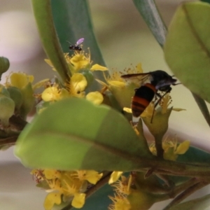 Paralastor sp. (genus) at Moruya, NSW - suppressed