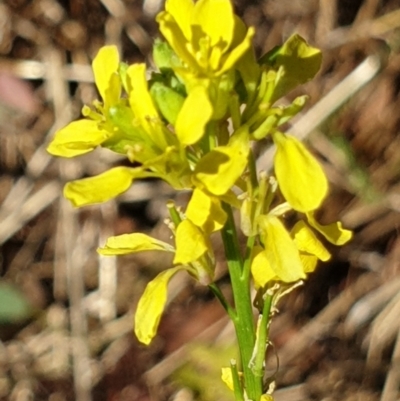 Hirschfeldia incana (Buchan Weed) at Holt, ACT - 10 Jan 2021 by drakes