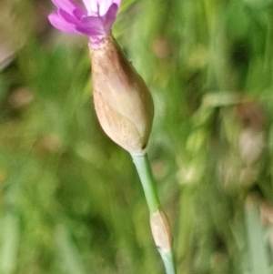 Petrorhagia sp. at Cook, ACT - 2 Nov 2020