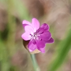 Petrorhagia sp. at Cook, ACT - 2 Nov 2020