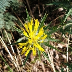 Carthamus lanatus (Saffron Thistle) at Holt, ACT - 10 Jan 2021 by drakes