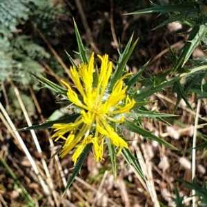 Carthamus lanatus at Holt, ACT - 11 Jan 2021