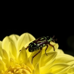 Eupoecila australasiae (Fiddler Beetle) at Sutton Forest - 9 Jan 2021 by Aussiegall