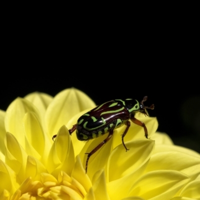 Eupoecila australasiae (Fiddler Beetle) at Sutton Forest - 9 Jan 2021 by Aussiegall