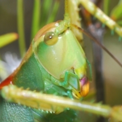 Terpandrus horridus (Sydney Gumleaf Katydid) at Tuggeranong DC, ACT - 9 Jan 2021 by Harrisi