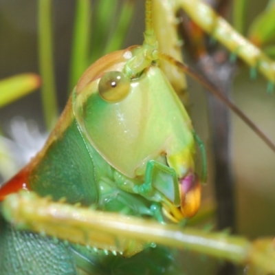 Terpandrus horridus (Sydney Gumleaf Katydid) at Tuggeranong DC, ACT - 9 Jan 2021 by Harrisi