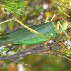 Terpandrus horridus at Tuggeranong DC, ACT - 9 Jan 2021 01:12 PM