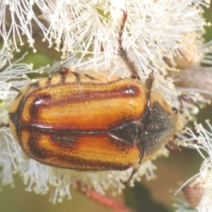 Chondropyga gulosa at Cotter River, ACT - 9 Jan 2021